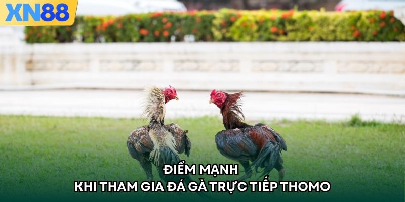 Điểm mạnh khi tham gia đá gà trực tiếp thomo